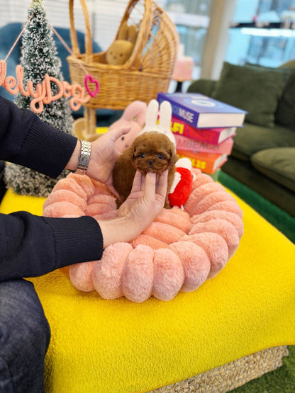 Poodle - Fendi(Female) - Beautiful puppy teacup puppy with adorable features available for adoption from Velydog