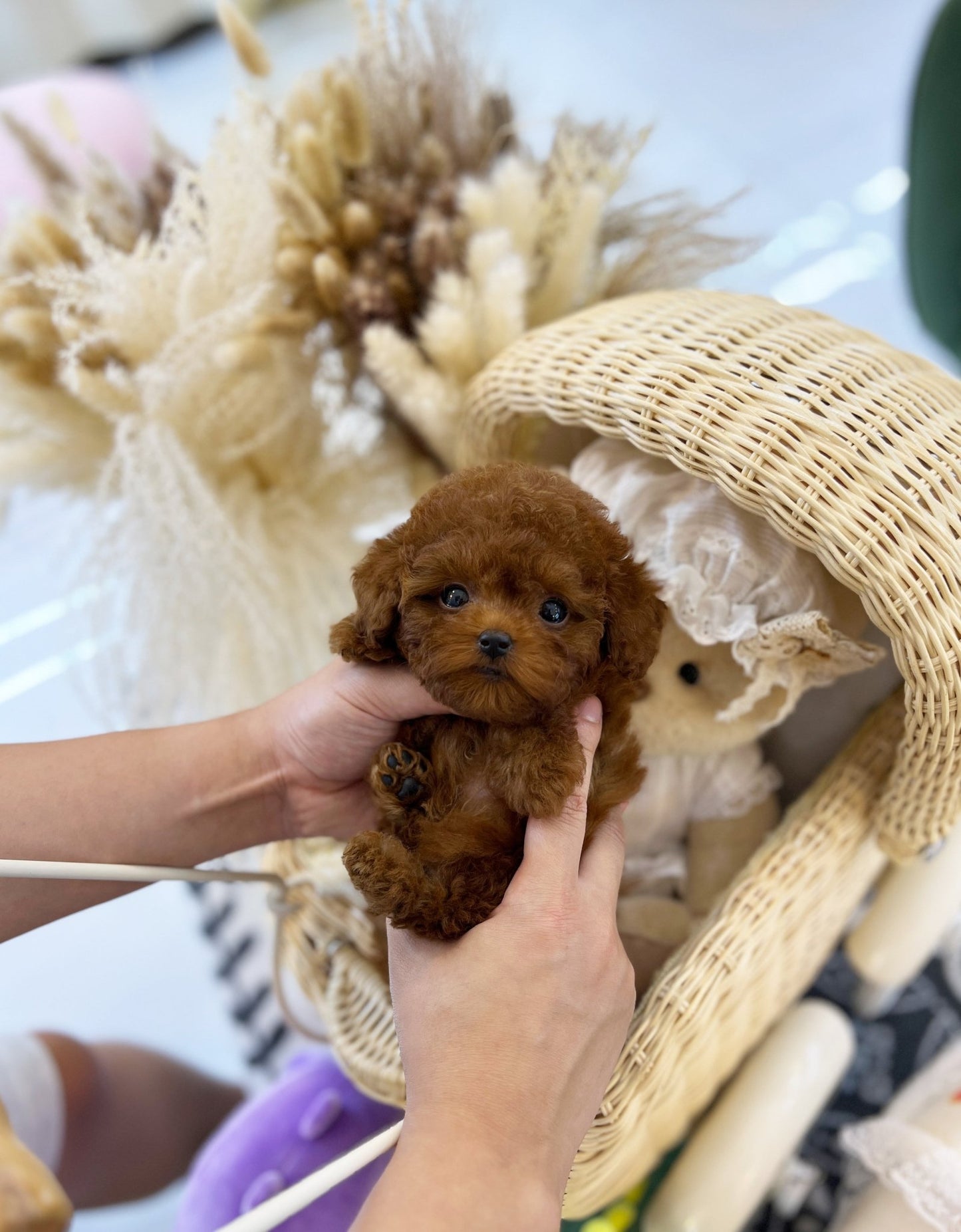 Poodle - Finn(Female) - Beautiful puppy teacup puppy with adorable features available for adoption from Velydog