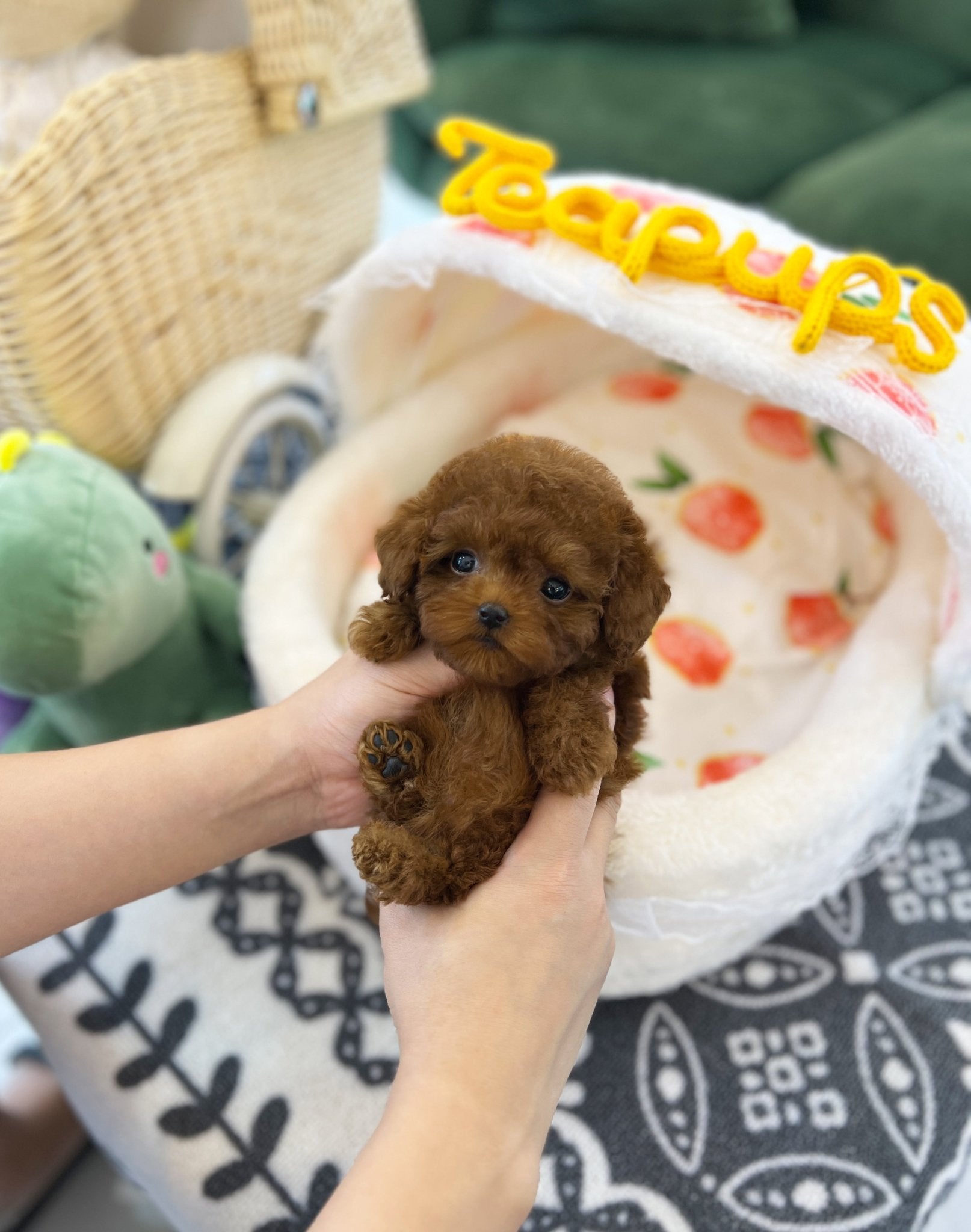 Poodle - Finn(Female) - Beautiful puppy teacup puppy with adorable features available for adoption from Velydog