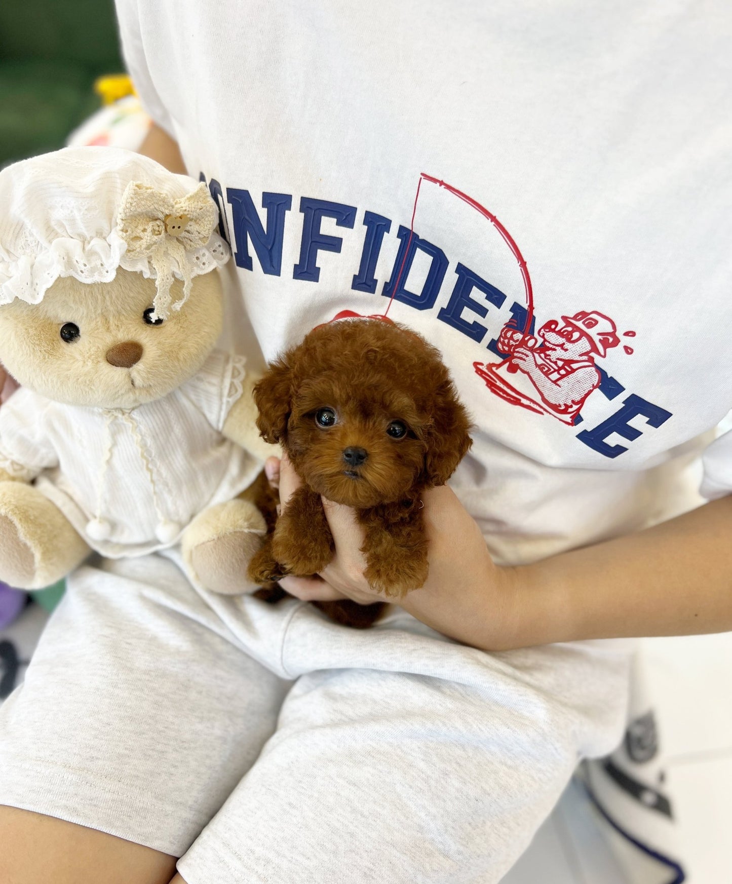 Poodle - Finn(Female) - Beautiful puppy teacup puppy with adorable features available for adoption from Velydog