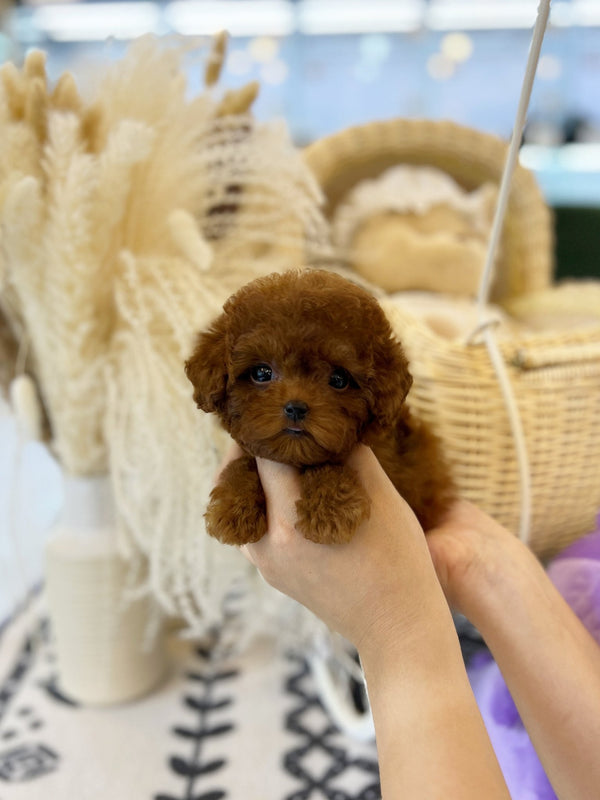 Poodle - Finn(Female) - Beautiful puppy teacup puppy with adorable features available for adoption from Velydog