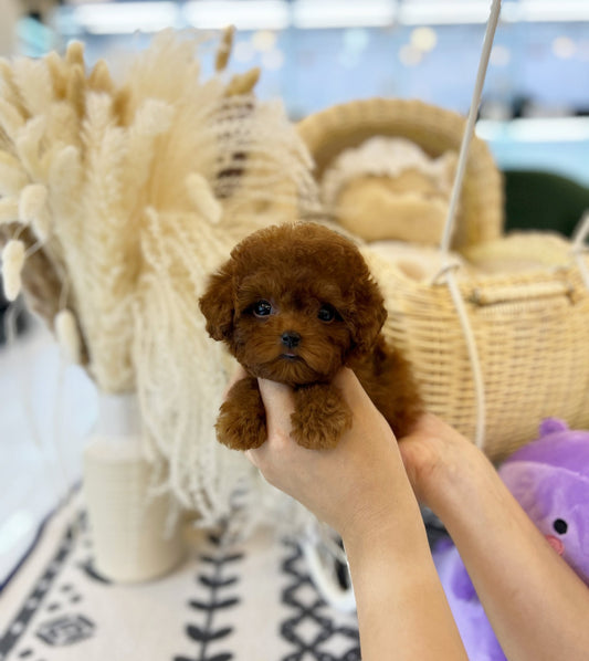 Poodle - Finn(Female) - Beautiful puppy teacup puppy with adorable features available for adoption from Velydog