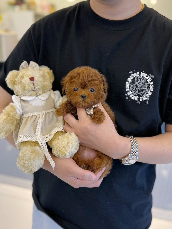 Poodle - Fiona(Female) - Beautiful puppy teacup puppy with adorable features available for adoption from Velydog