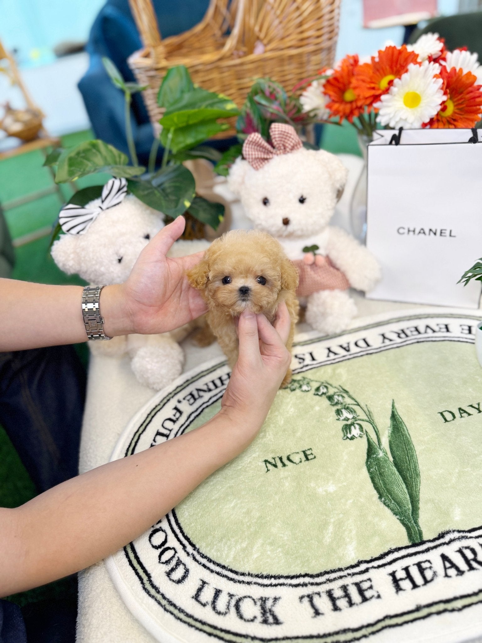 Poodle - Forky(Female) - Beautiful puppy teacup puppy with adorable features available for adoption from Velydog