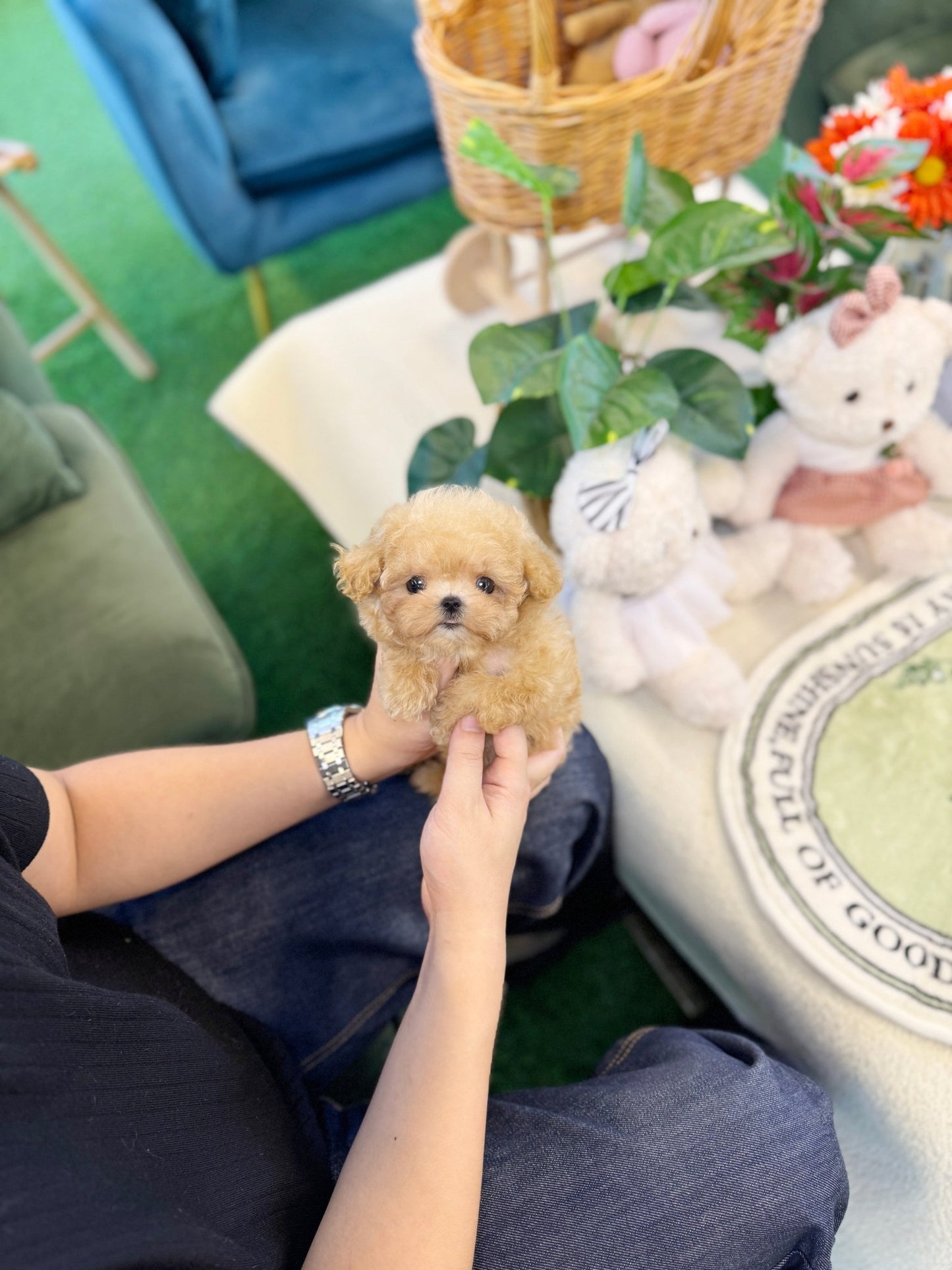 Poodle - Forky(Female) - Beautiful puppy teacup puppy with adorable features available for adoption from Velydog