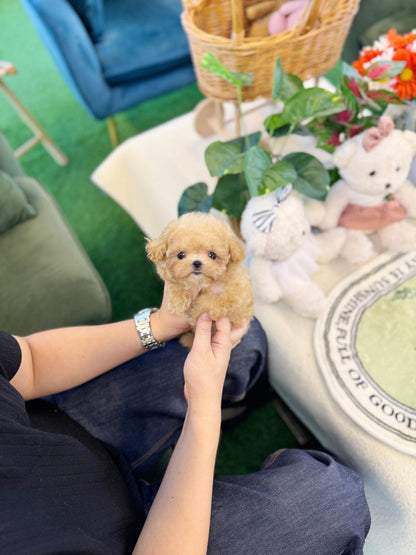 Poodle - Forky(Female) - Beautiful puppy teacup puppy with adorable features available for adoption from Velydog
