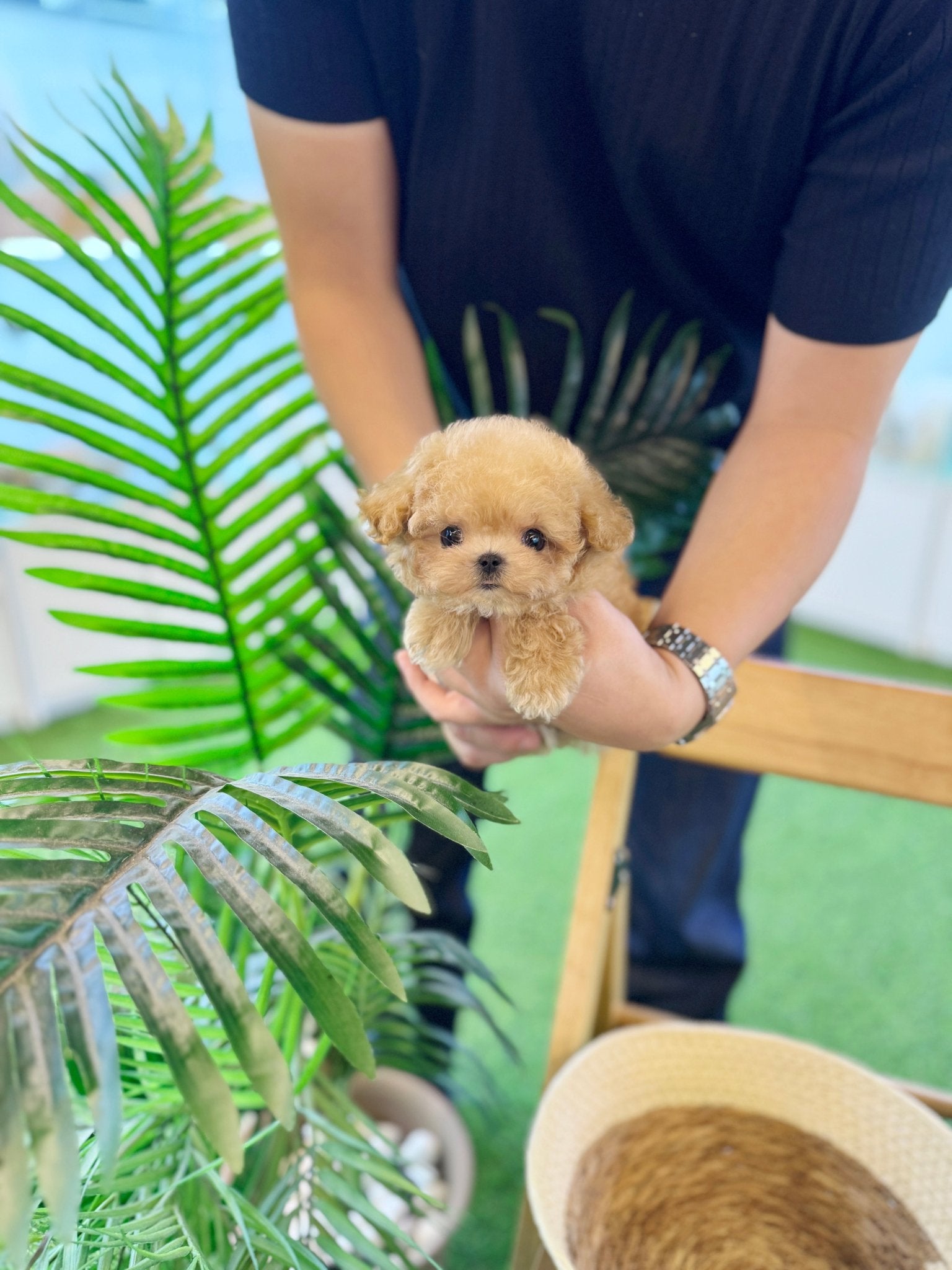Poodle - Forky(Female) - Beautiful puppy teacup puppy with adorable features available for adoption from Velydog