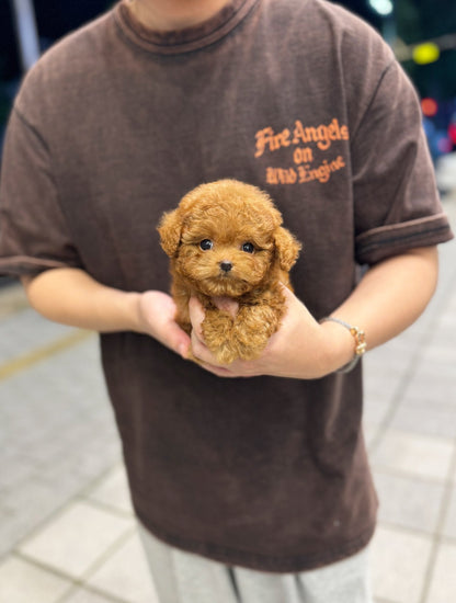 Poodle - Franky(Male) - Beautiful puppy teacup puppy with adorable features available for adoption from Velydog