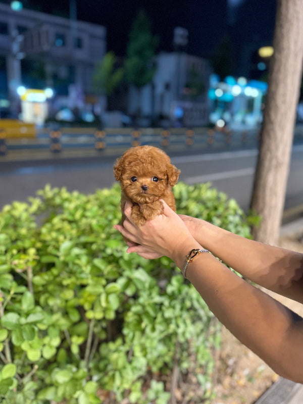 Poodle - Franky(Male) - Beautiful puppy teacup puppy with adorable features available for adoption from Velydog