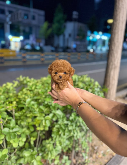 Poodle - Franky(Male) - Beautiful puppy teacup puppy with adorable features available for adoption from Velydog