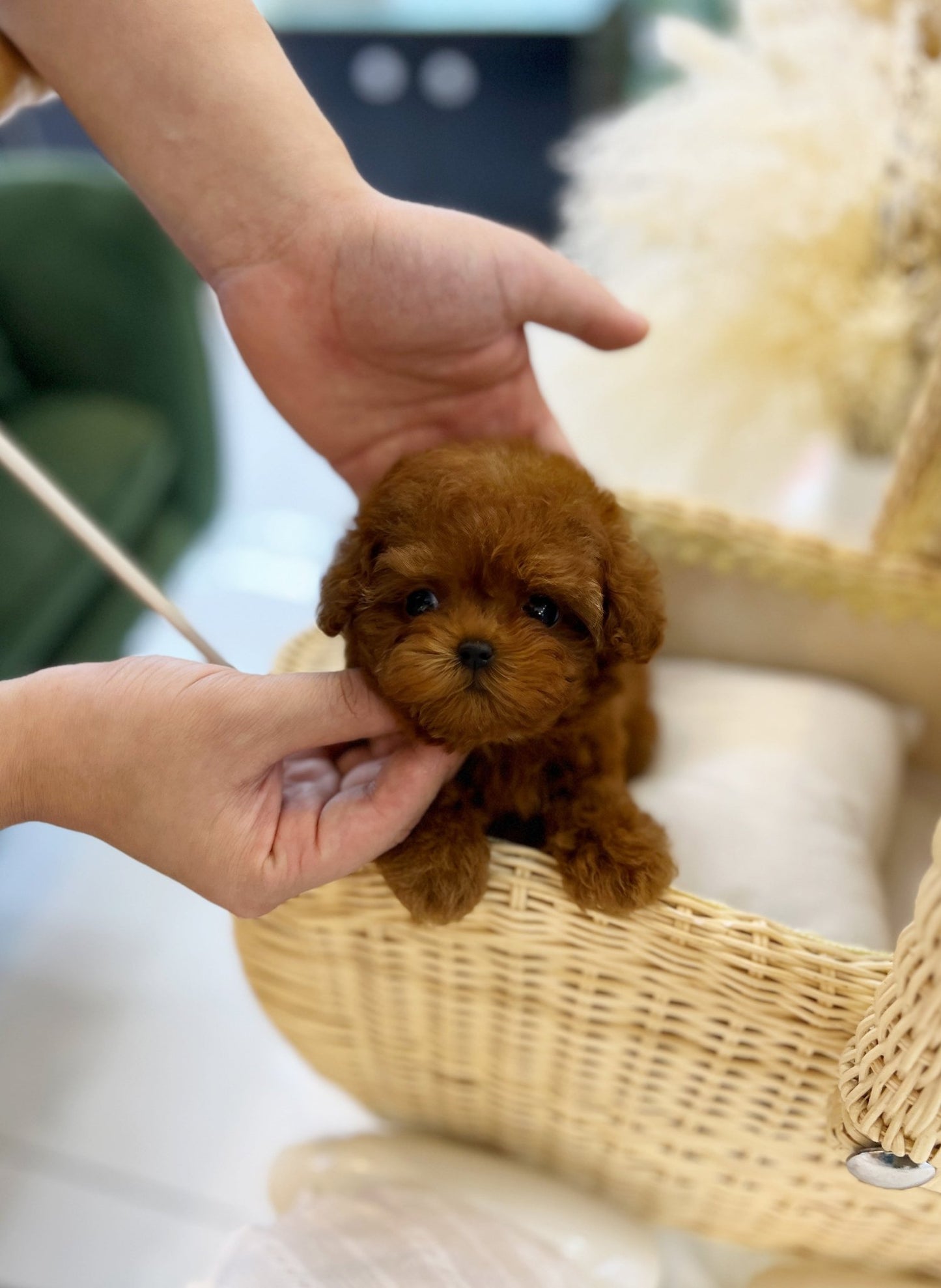 Poodle - Freesia(Female) - Beautiful puppy teacup puppy with adorable features available for adoption from Velydog