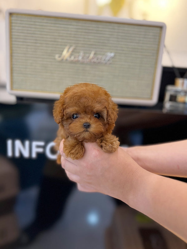 Poodle - Freesia(Female) - Beautiful puppy teacup puppy with adorable features available for adoption from Velydog