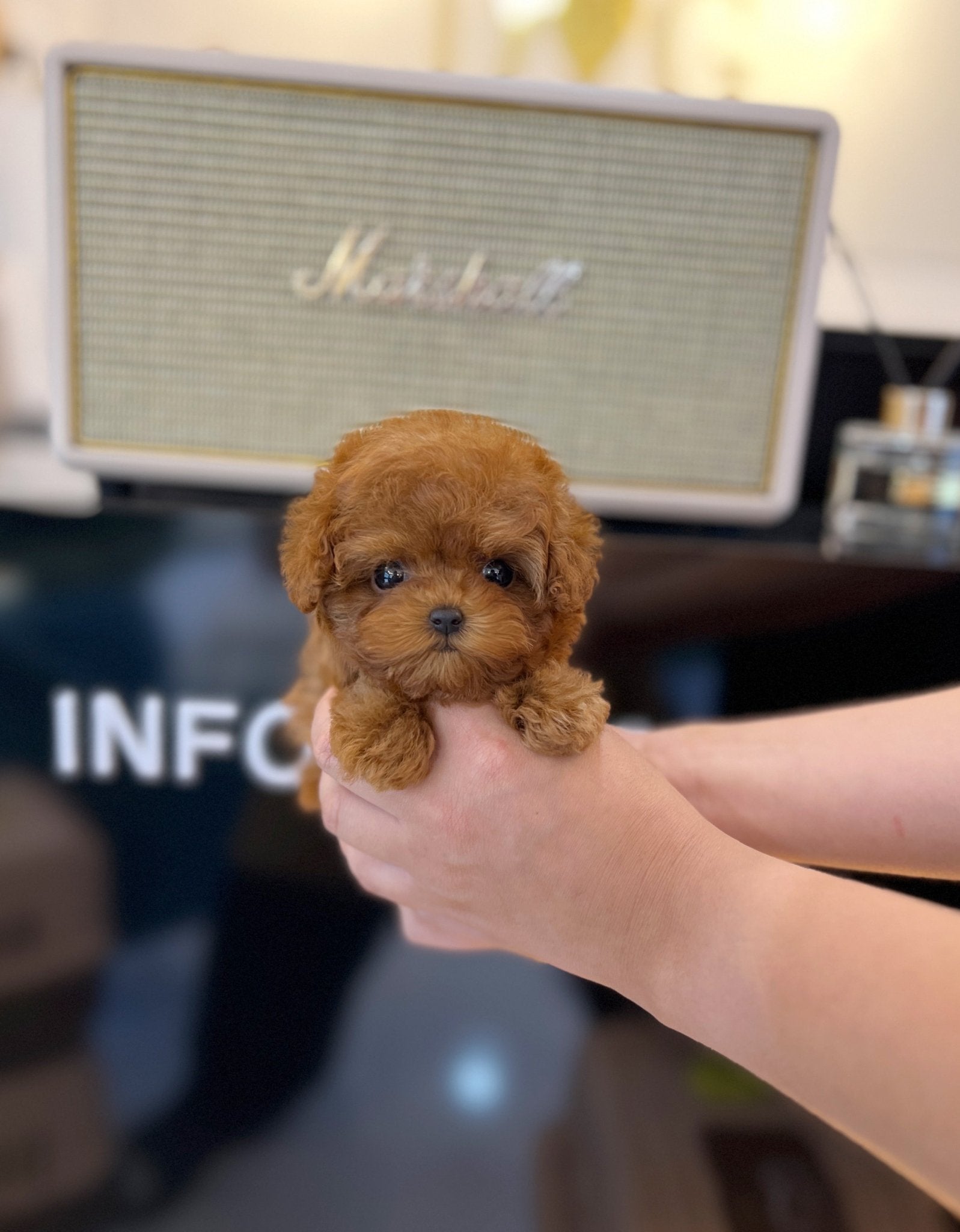 Poodle - Freesia(Female) - Beautiful puppy teacup puppy with adorable features available for adoption from Velydog