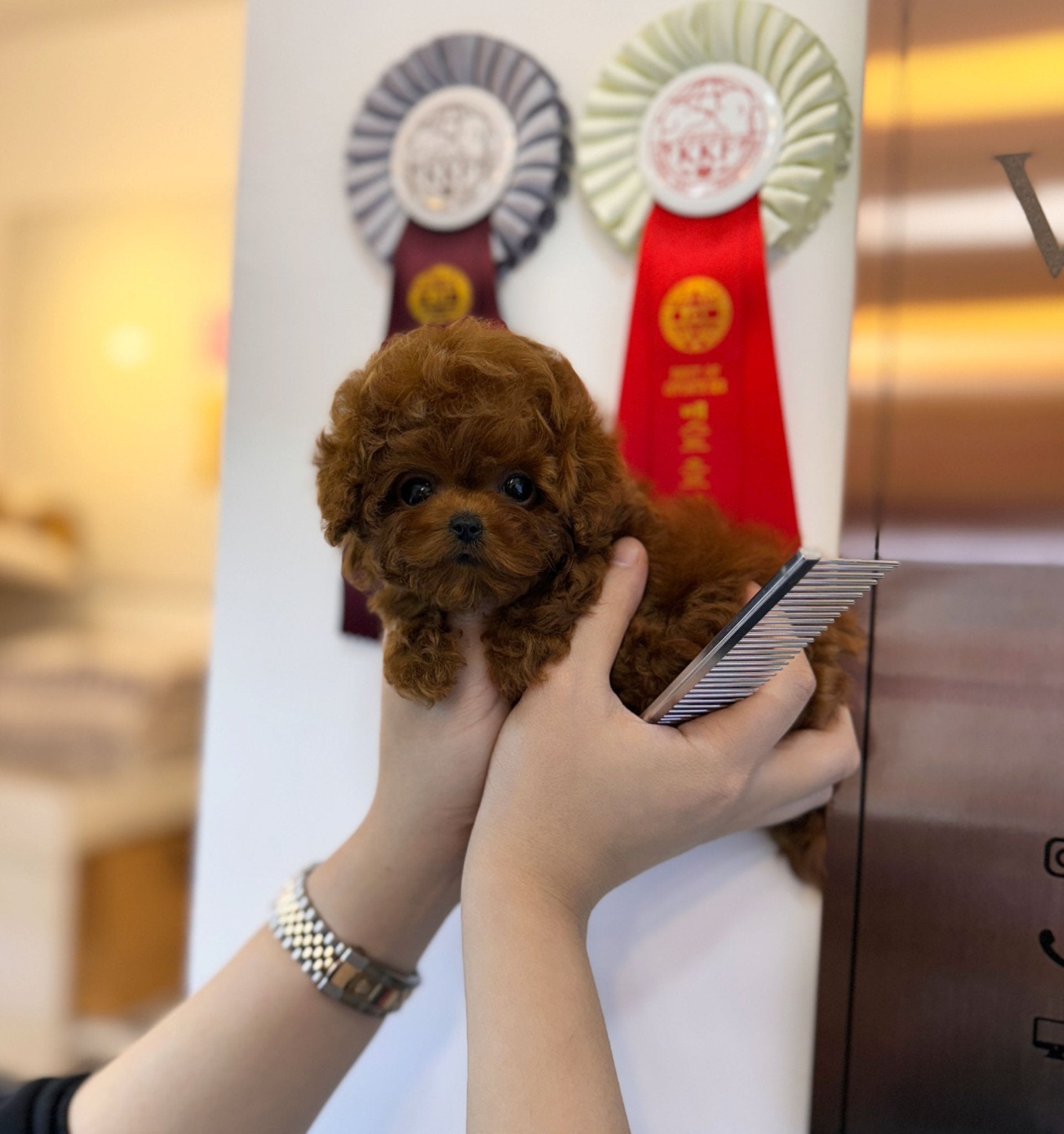 Poodle - Gabee(Female) - Beautiful puppy teacup puppy with adorable features available for adoption from Velydog