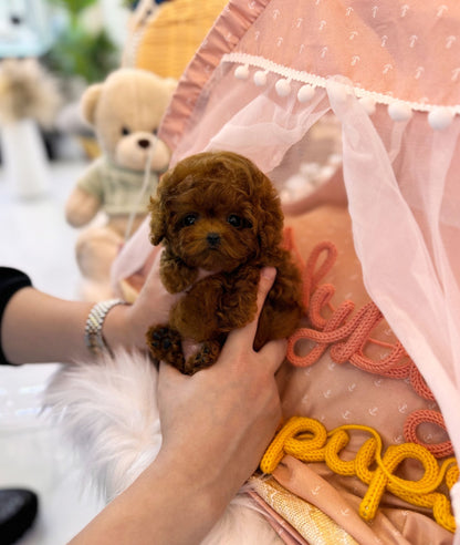 Poodle - Gabee(Female) - Beautiful puppy teacup puppy with adorable features available for adoption from Velydog