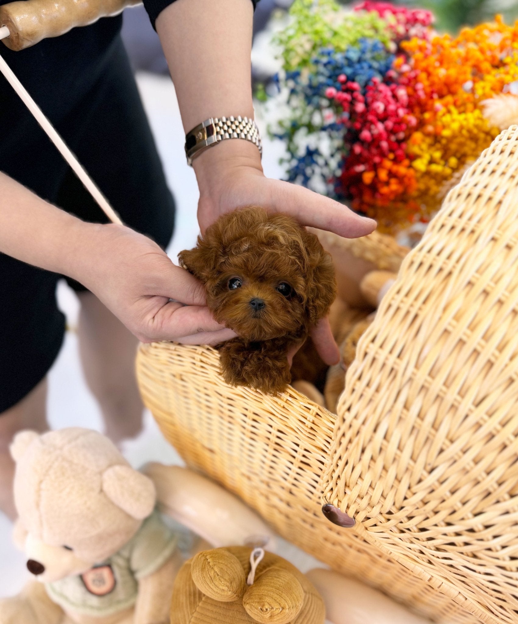 Poodle - Gabee(Female) - Beautiful puppy teacup puppy with adorable features available for adoption from Velydog