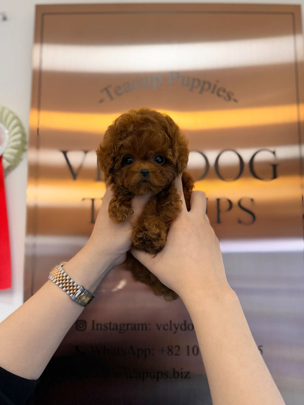 Poodle - Gabee(Female) - Beautiful puppy teacup puppy with adorable features available for adoption from Velydog