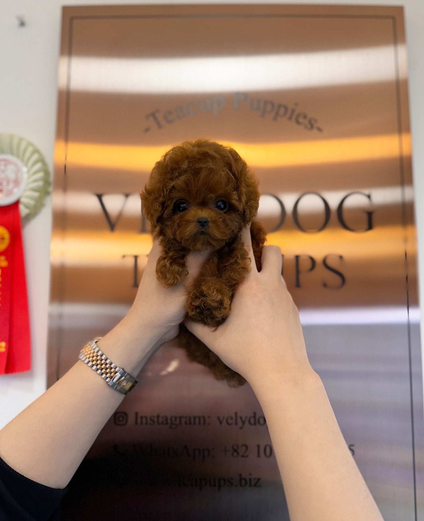 Poodle - Gabee(Female) - Beautiful puppy teacup puppy with adorable features available for adoption from Velydog