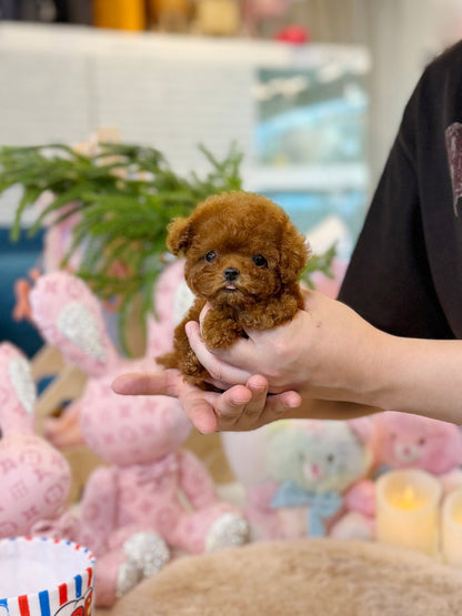 Poodle - Gangnam(Male) - Beautiful puppy teacup puppy with adorable features available for adoption from Velydog