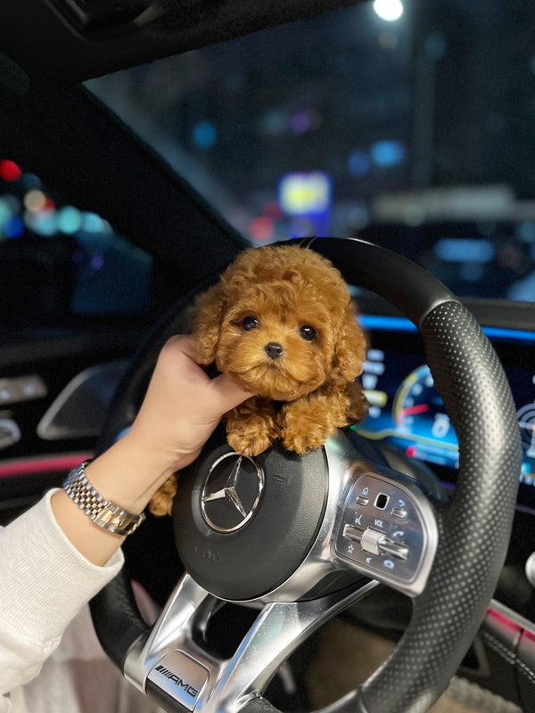 Poodle - Gemma(Female) - Beautiful puppy teacup puppy with adorable features available for adoption from Velydog