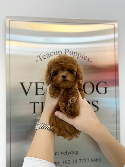 Poodle - Gemma(Female) - Beautiful puppy teacup puppy with adorable features available for adoption from Velydog