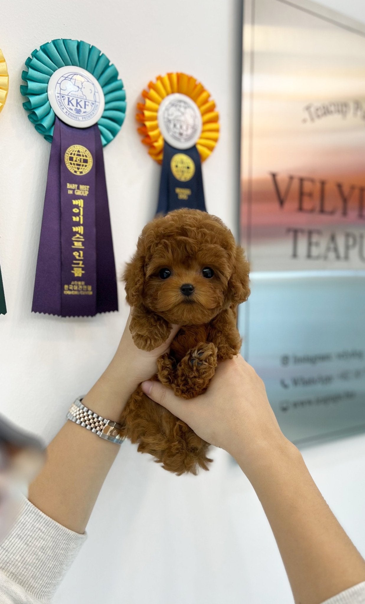 Poodle - Gemma(Female) - Beautiful puppy teacup puppy with adorable features available for adoption from Velydog