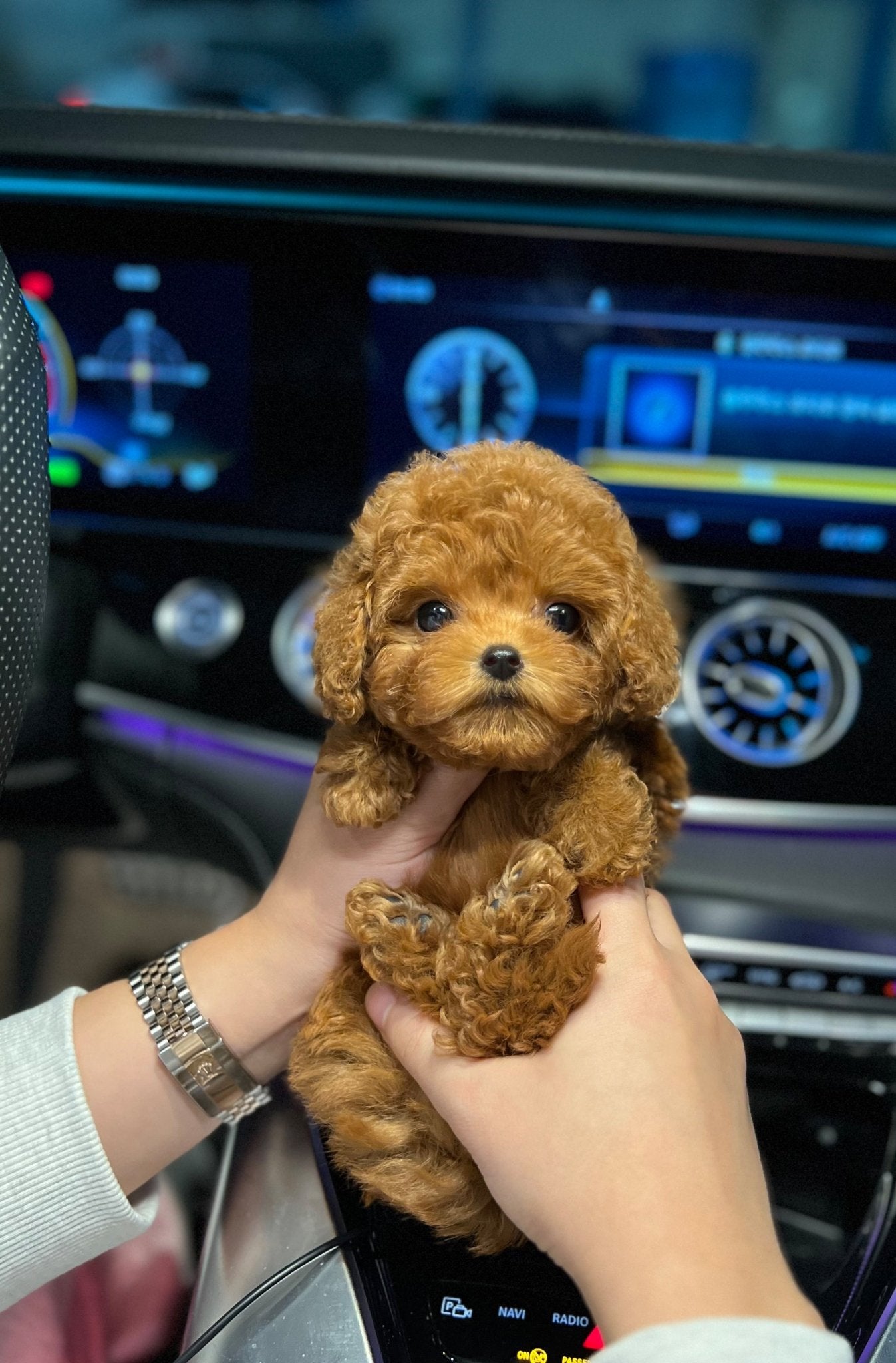 Poodle - Gemma(Female) - Beautiful puppy teacup puppy with adorable features available for adoption from Velydog