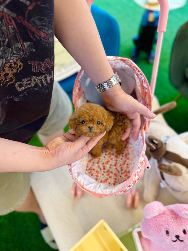 Poodle - Giselle(Female) - Beautiful puppy teacup puppy with adorable features available for adoption from Velydog