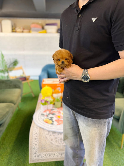 Poodle - GooGoo(Male) - Beautiful puppy teacup puppy with adorable features available for adoption from Velydog