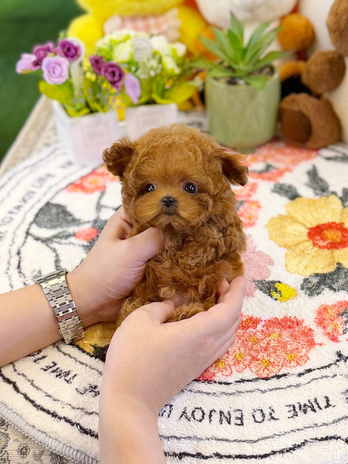 Poodle - GooGoo(Male) - Beautiful puppy teacup puppy with adorable features available for adoption from Velydog