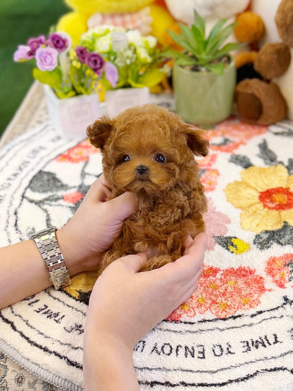 Poodle - GooGoo(Male) - Beautiful puppy teacup puppy with adorable features available for adoption from Velydog