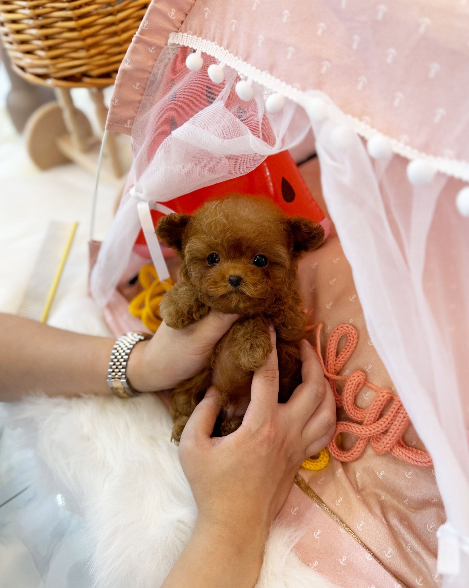 Poodle - Gunner(Male) - Beautiful puppy teacup puppy with adorable features available for adoption from Velydog