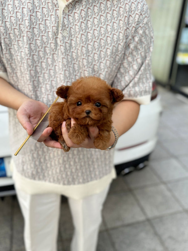 Poodle - Gunner(Male) - Beautiful puppy teacup puppy with adorable features available for adoption from Velydog