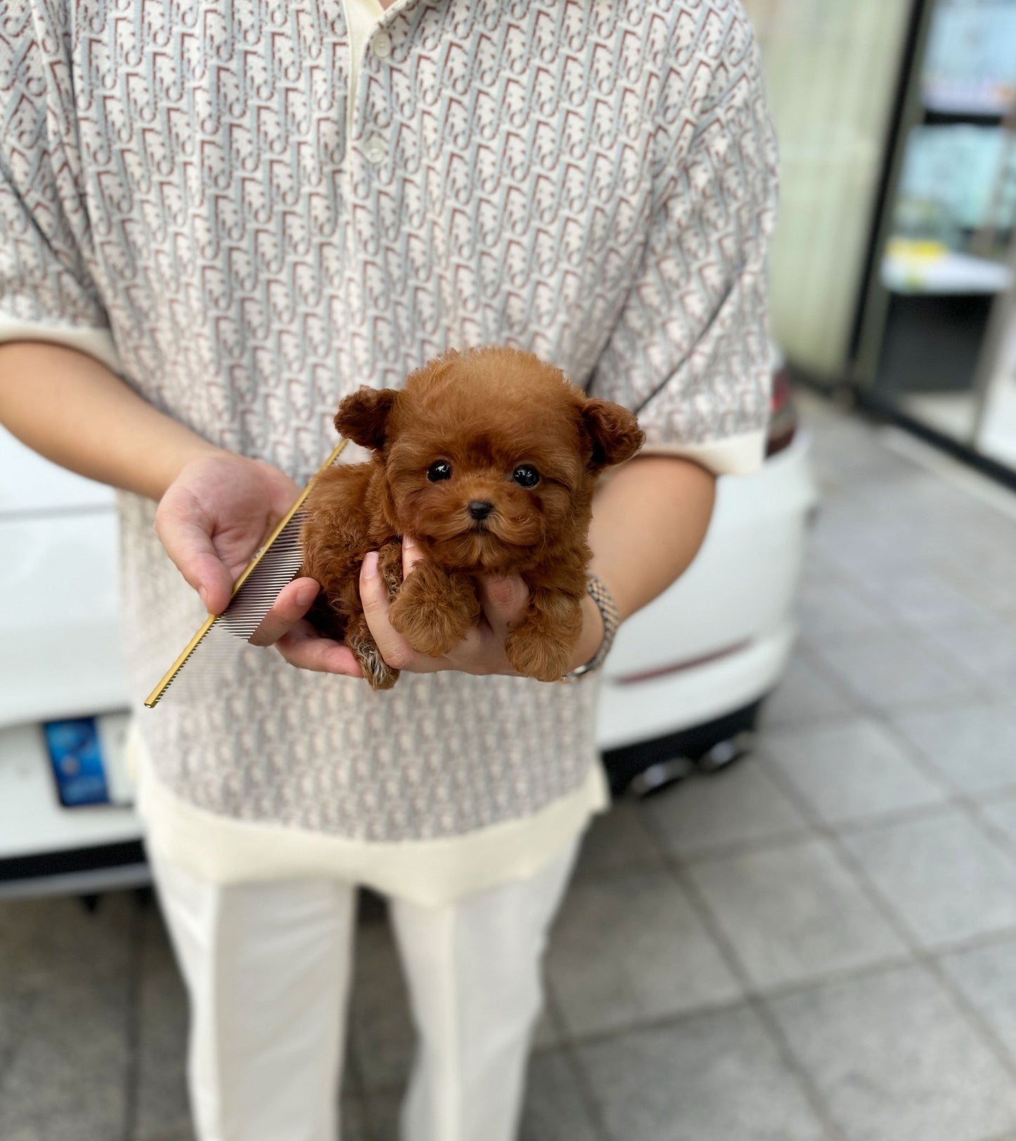 Poodle - Gunner(Male) - Beautiful puppy teacup puppy with adorable features available for adoption from Velydog