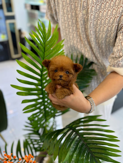 Poodle - Gunner(Male) - Beautiful puppy teacup puppy with adorable features available for adoption from Velydog