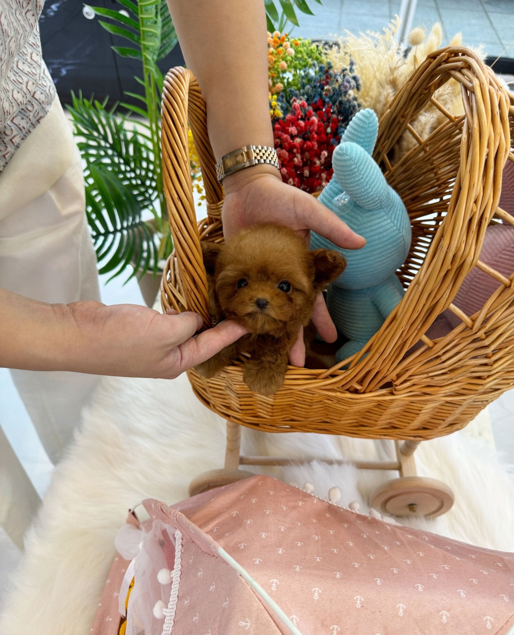 Poodle - Gunner(Male) - Beautiful puppy teacup puppy with adorable features available for adoption from Velydog