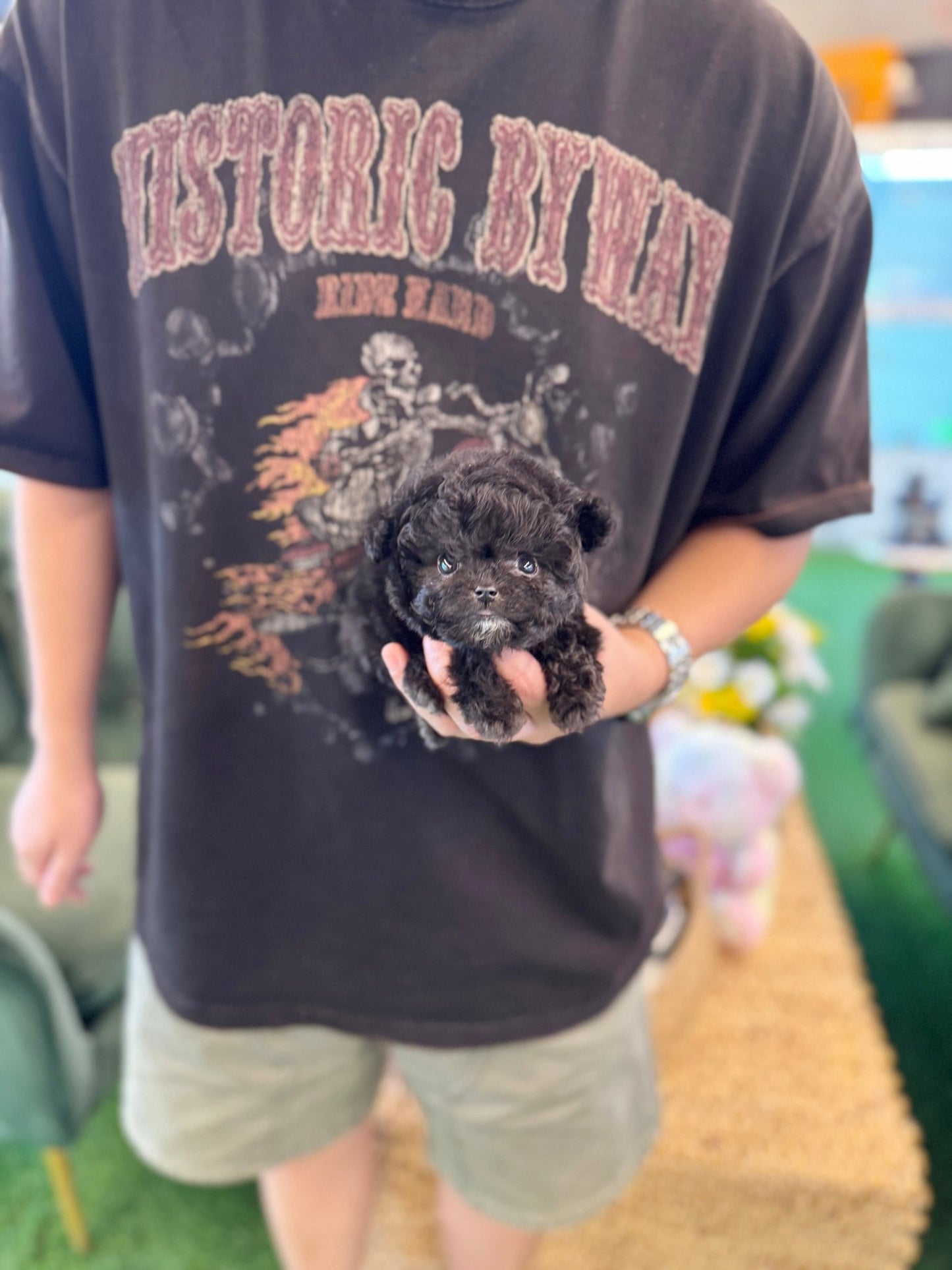 Poodle - Hachu(Female) - Beautiful puppy teacup puppy with adorable features available for adoption from Velydog