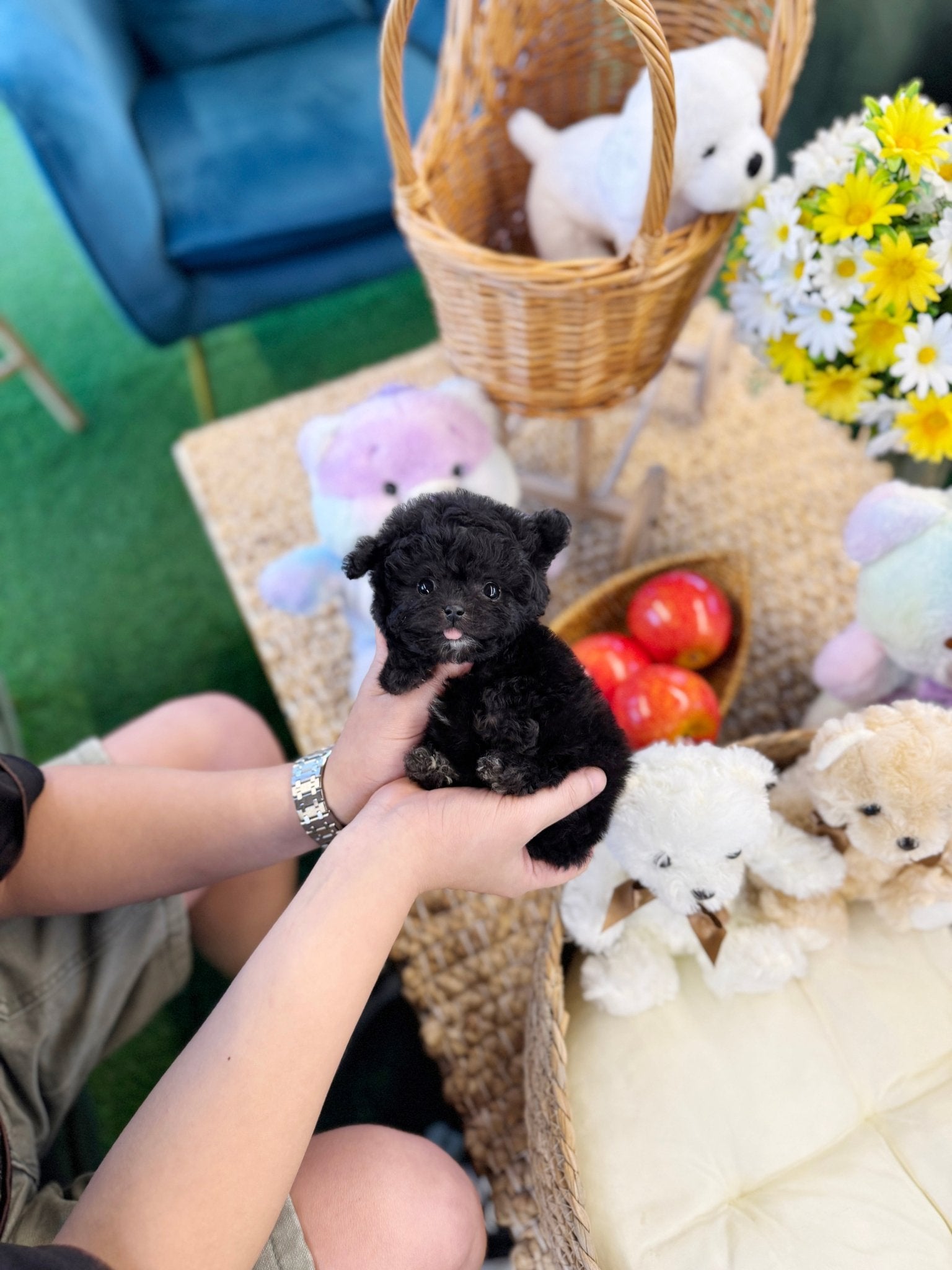 Poodle - Hachu(Female) - Beautiful puppy teacup puppy with adorable features available for adoption from Velydog