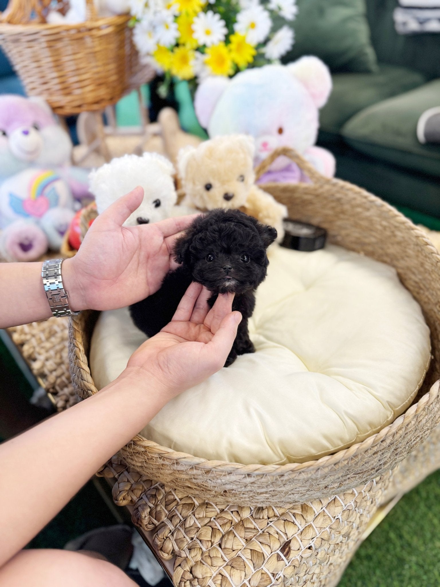 Poodle - Hachu(Female) - Beautiful puppy teacup puppy with adorable features available for adoption from Velydog
