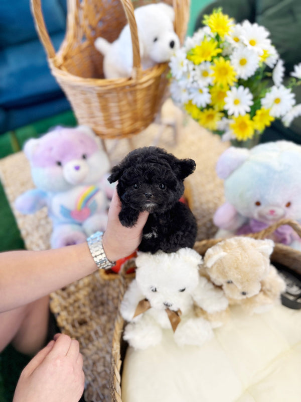Poodle - Hachu(Female) - Beautiful puppy teacup puppy with adorable features available for adoption from Velydog