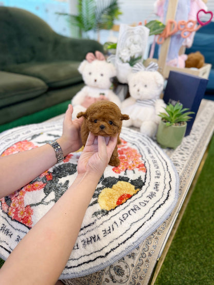 Poodle - Hakong(Female) - Beautiful puppy teacup puppy with adorable features available for adoption from Velydog