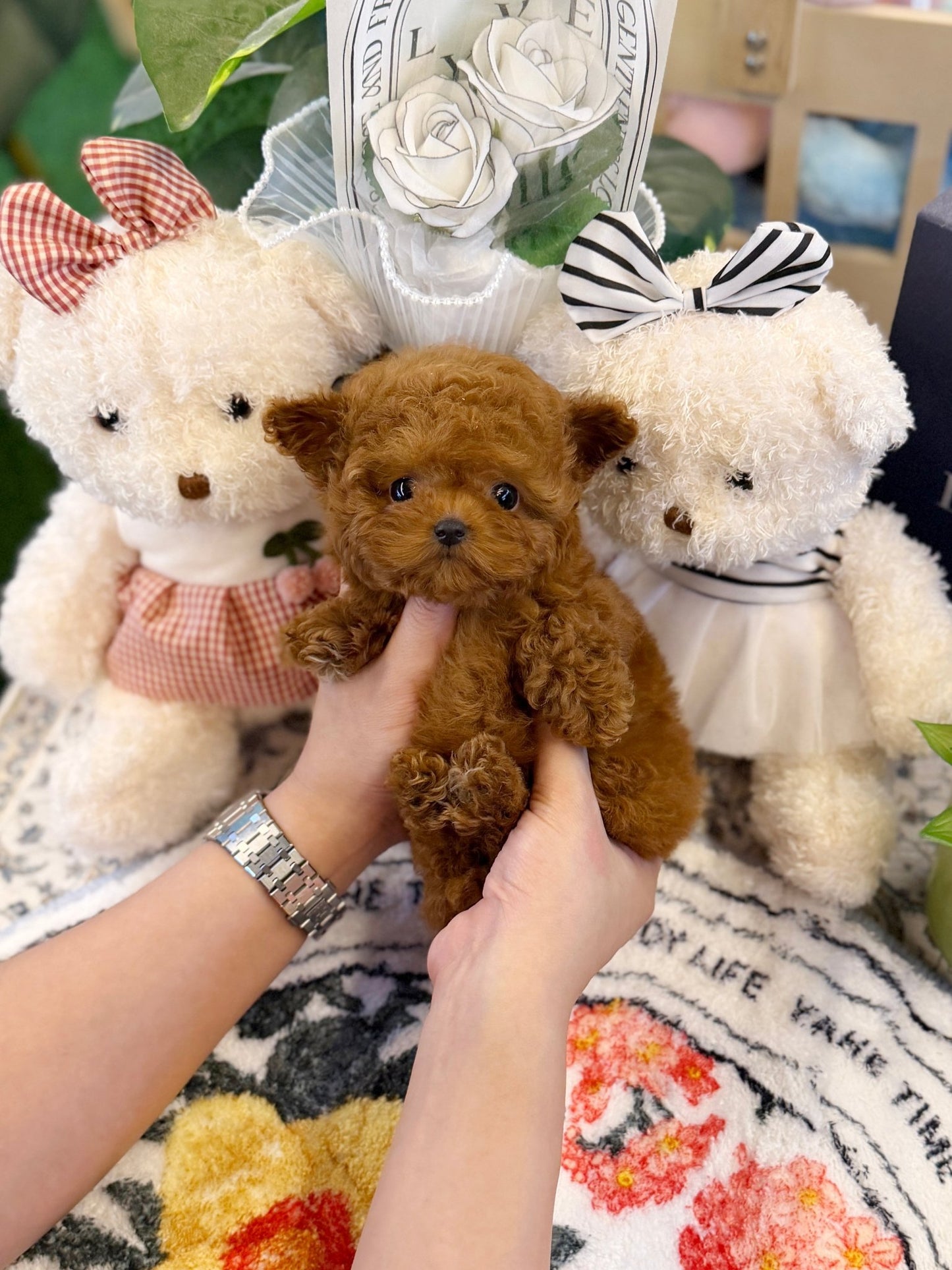 Poodle - Hakong(Female) - Beautiful puppy teacup puppy with adorable features available for adoption from Velydog