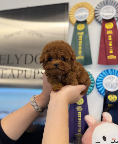 Poodle - Halong(Female) - Beautiful puppy teacup puppy with adorable features available for adoption from Velydog