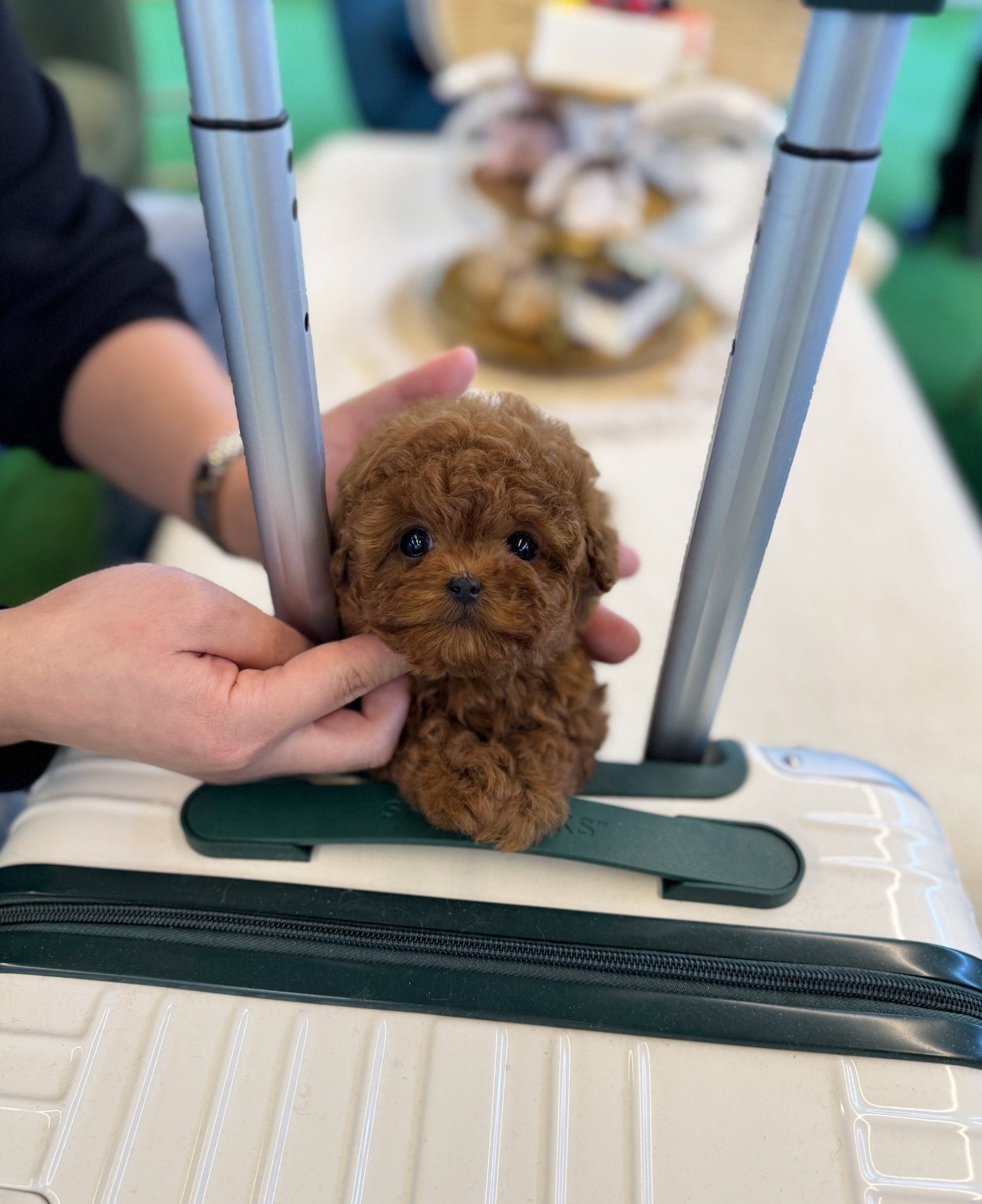 Poodle - Halong(Female) - Beautiful puppy teacup puppy with adorable features available for adoption from Velydog