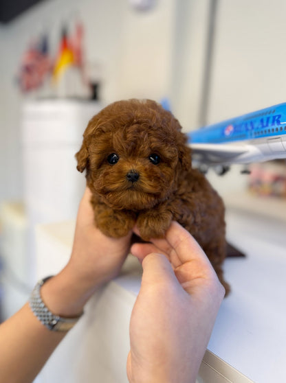 Poodle - Halong(Female) - Beautiful puppy teacup puppy with adorable features available for adoption from Velydog