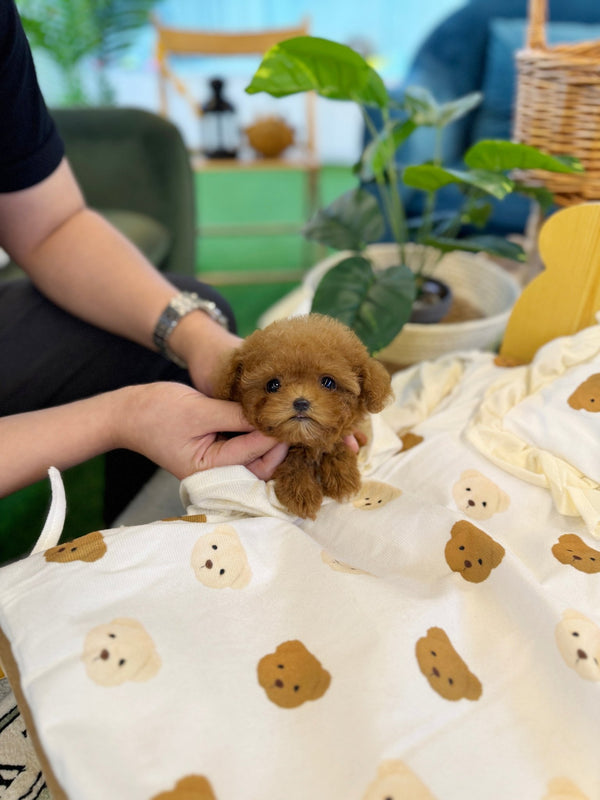 Poodle - Hamong(Female) - Beautiful puppy teacup puppy with adorable features available for adoption from Velydog