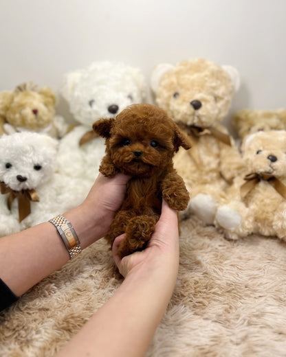 Poodle - Happy - Beautiful puppy teacup puppy with adorable features available for adoption from Velydog