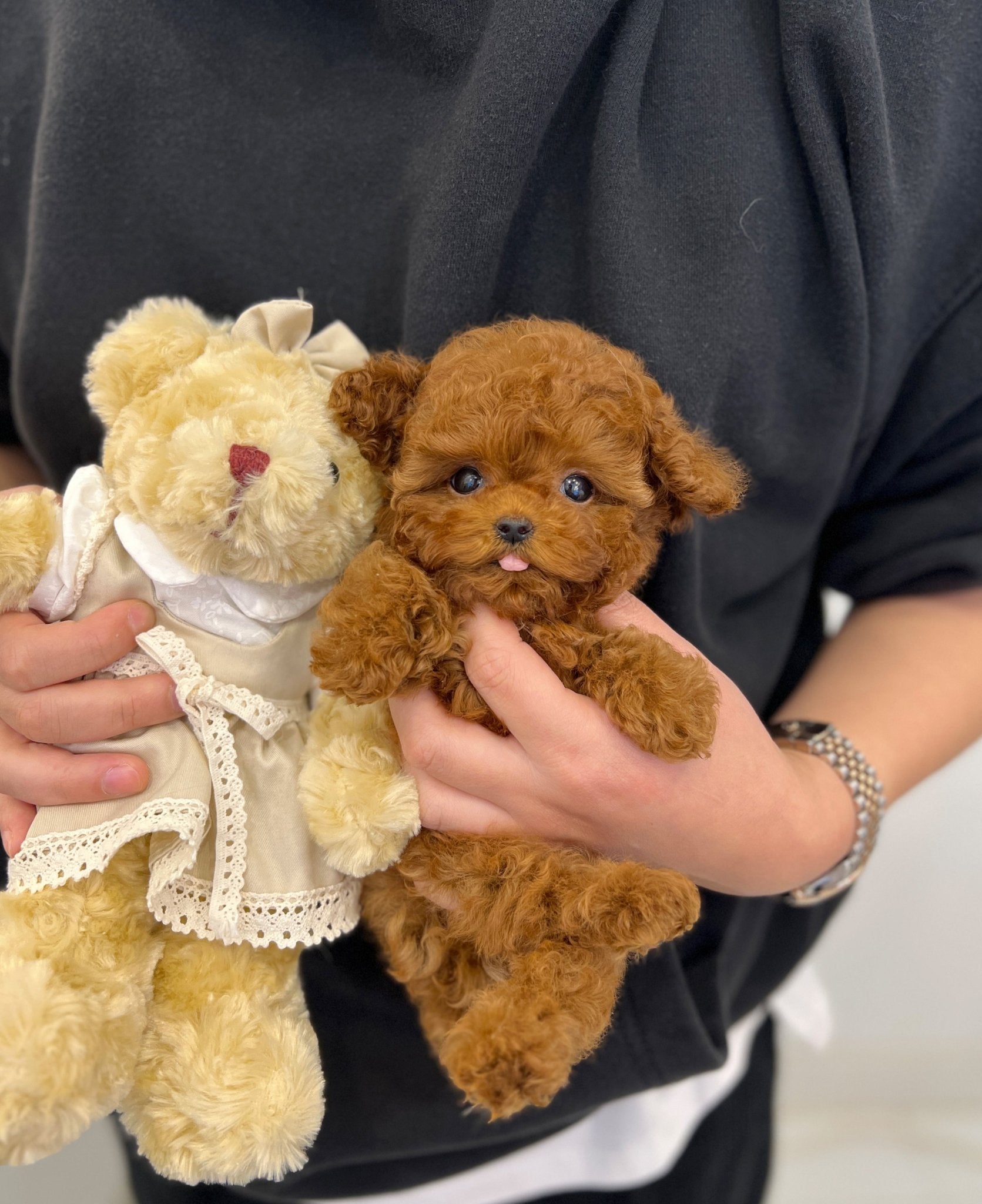 Poodle - Happy - Beautiful puppy teacup puppy with adorable features available for adoption from Velydog