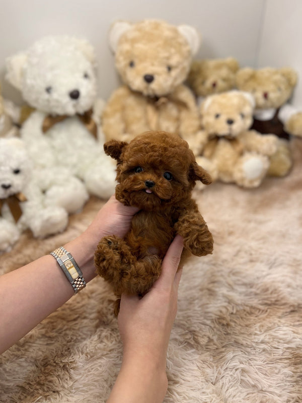 Poodle - Happy - Beautiful puppy teacup puppy with adorable features available for adoption from Velydog