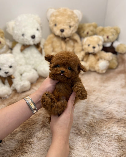 Poodle - Happy - Beautiful puppy teacup puppy with adorable features available for adoption from Velydog